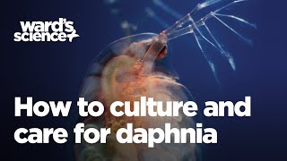 Caring and Culturing for Daphnia [upl. by Bobbette]