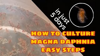 How to Culture Magna Daphnia Easily [upl. by Natye833]