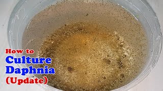 How to Culture Daphnia Update with ZERO Cost  Unlimited Live Food for Our Fish [upl. by Oirram324]