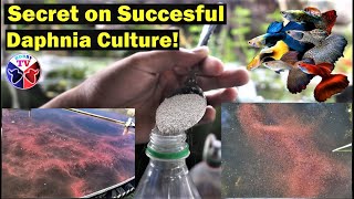 How to Culture Daphnia Successfully [upl. by Gaut]