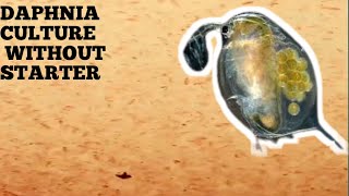 HOW TO CULTURE DAPHNIA NATURALLY WITHOUT A STARTER [upl. by Ahtekal]