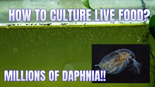 How to Culture Daphnia Secret Method to Breed MILLIONS  Simply Aquatic [upl. by Jelle]