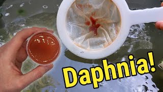 How I Culture Daphnia In Outdoor Tubs [upl. by Maighdiln726]