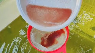 How to culture daphnia  Daphnia culture  How to grow daphnia outdoor [upl. by Renruojos]