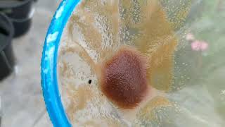 How to culture daphnia moina in a small container Part 1 English Subtitle [upl. by Nylirad]