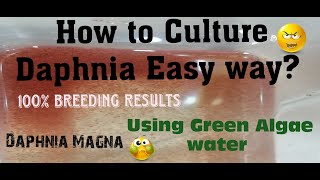 Daphnia MagnaHow to Culture Daphnia Easy wayCulturing Daphnia using Green water Daphnia [upl. by Pastelki]