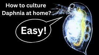 BEST Live Fish Food Beginner guide How to Culture Daphnia at home [upl. by Eelac251]