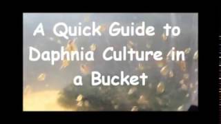 How to culture daphnia outside [upl. by Allehcram]