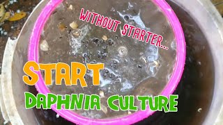 How to culture daphnia moina the easy way 1  Starting the Daphnia culture [upl. by Odnamla]