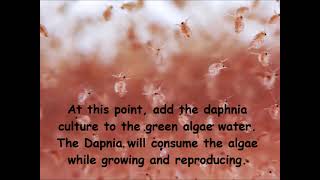 Daphnia  How to grow daphnia in your home [upl. by Israeli]