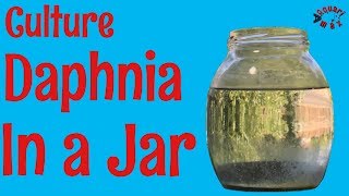 How to Culture Daphnia in a Jar [upl. by Plank758]