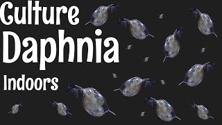 How to Culture Daphnia [upl. by Neros]