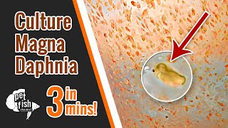 How to culture DAPHNIA MAGNA  The easy way [upl. by Waligore]