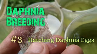 Daphnia Culture made simple and easy 3  Hatching Daphnia eggs [upl. by Hettie]