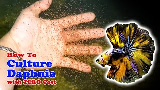 How to Culture Daphnia with ZERO Cost  Unlimited Live Food For Our Fish [upl. by Acenahs910]