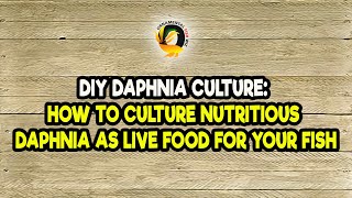 DIY Daphnia Culture How to Culture Nutritious Daphnia as Live Food for Your Fish [upl. by Burgwell]