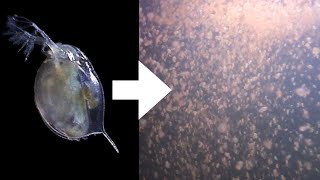 How I Culture Daphnia [upl. by Sissel]