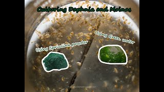 How To Culture Daphnia and Moinas using Green Water Spirulina powder [upl. by Alfi]