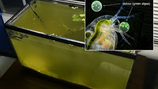 Raising Daphnia for the Freshwater Aquarium [upl. by Esydnac]