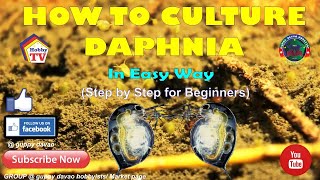 HOW TO CULTURE DAPHNIA In Easy Way [upl. by Valida955]